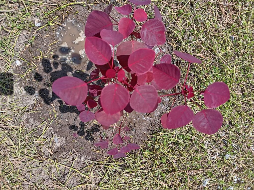 IMG-20250731-WA0137